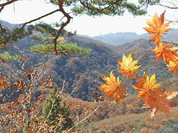 抖音免费去水印的平台,盘点5大高效工具,视频去水印不再难